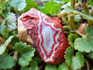 Is This An Agate Puzzle Picture: Garden Rose